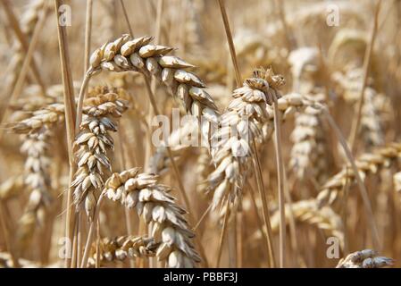 La raccolta di frumento: l'estate del 2018 e le colture di Pas-de-Calais sono quindici giorni di anticipo rispetto al normale, una raffica di attività deriva per raccogliere il grano Foto Stock