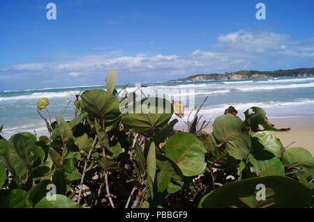 Una bella immagine della linea costiera sulla sponda orientale della Repubblica Dominicana, uno dei popolari spiagge dell'area. Foto Stock