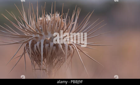 Cardo secco nel caldo dell'estate. Attica orientale, Grecia, Europa. Foto Stock