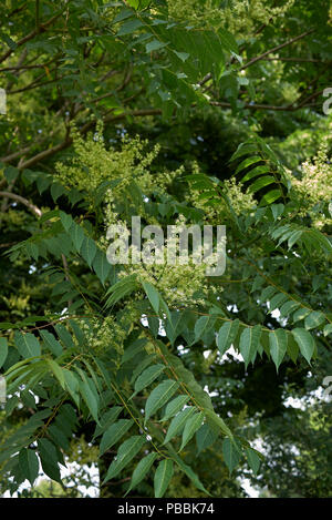 Ailanthus altissima Foto Stock