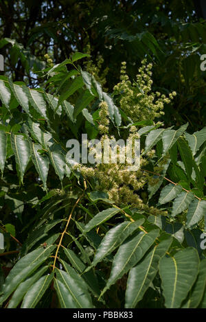 Ailanthus altissima blossom Foto Stock