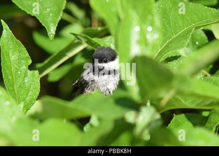 Cincia bigia Foto Stock