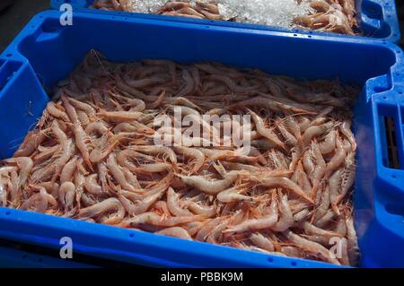 Porto di pesca - Gamberetti, Isla Cristina Huelva provincia, regione dell'Andalusia, Spagna, Europa. Foto Stock