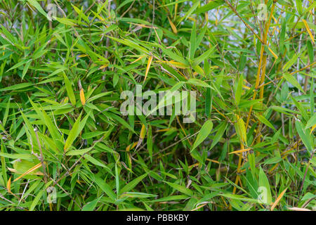 Foglie di phyllostachys aurea poaceae nodo di piante di bambù dalla Cina background design struttura Foto Stock