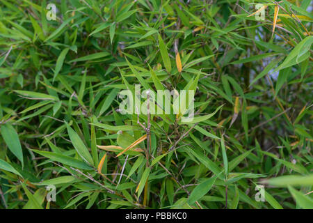 Foglie di phyllostachys aurea poaceae nodo di piante di bambù dalla Cina background design struttura Foto Stock