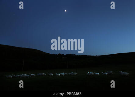 Un gregge di pecore raccoglie in un pascolo al tramonto sull' isola Valentia, County Kerry Isola, Irlanda. Foto Stock