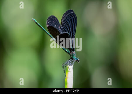 Ebano Jewelwing (Calopteryx maculata) damselfly appoggiata su una foglia Foto Stock