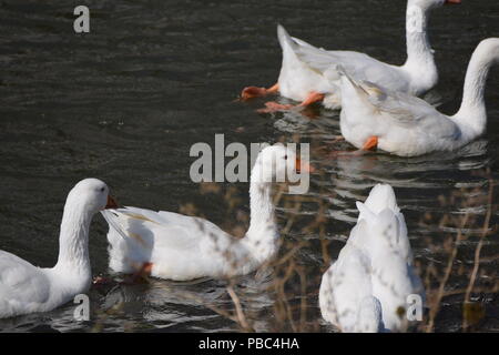 Oche bianca galleggiante sul fiume Foto Stock