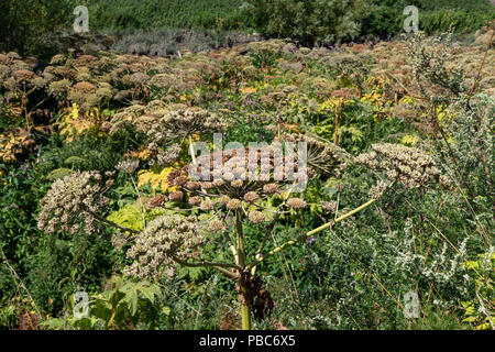 27 Luglio 2018 - Giant Hogweed lungo il lato del fiume Mersey vicino a Warrington Transporter Bridge, Cheshire, Inghilterra Foto Stock