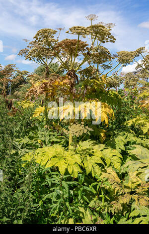 27 Luglio 2018 - Giant Hogweed lungo il lato del fiume Mersey vicino a Warrington Transporter Bridge, Cheshire, Inghilterra Foto Stock