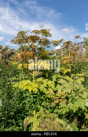 27 Luglio 2018 - Giant Hogweed lungo il lato del fiume Mersey vicino a Warrington Transporter Bridge, Cheshire, Inghilterra Foto Stock