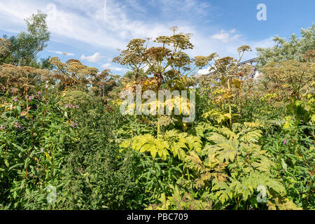 27 Luglio 2018 - Giant Hogweed lungo il lato del fiume Mersey vicino a Warrington Transporter Bridge, Cheshire, Inghilterra Foto Stock