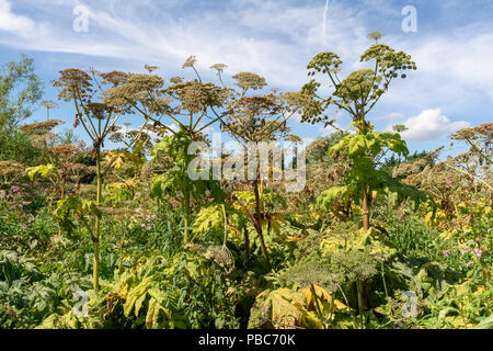 27 Luglio 2018 - Giant Hogweed lungo il lato del fiume Mersey vicino a Warrington Transporter Bridge, Cheshire, Inghilterra Foto Stock