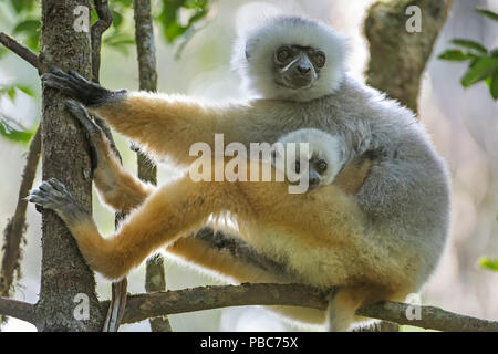 Diademed Sifaka (Propithecus diadema) femmina con il bambino seduto nella struttura ad albero, Andasibe-Analamazaotra SR, Madagascar IUCN specie in via di estinzione Foto Stock