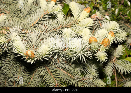 Colorado Abete (Picea pungens) Foto Stock