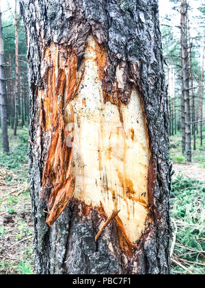 Tronco di albero nella foresta con corteccia danneggiata. Foto Studio Foto Stock