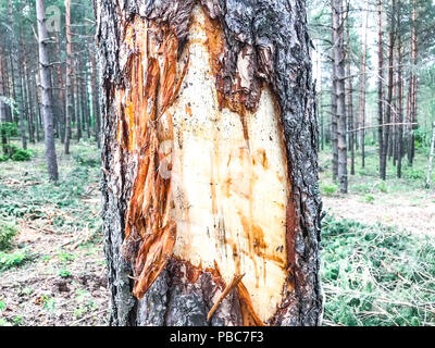 Tronco di albero nella foresta con corteccia danneggiata. Foto Studio Foto Stock