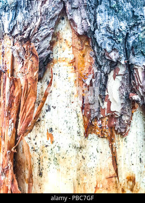 Tronco di albero nella foresta con corteccia danneggiata. Foto Studio Foto Stock