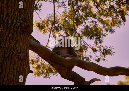 Macaque giapponese (Macaca fuscata) Foto Stock