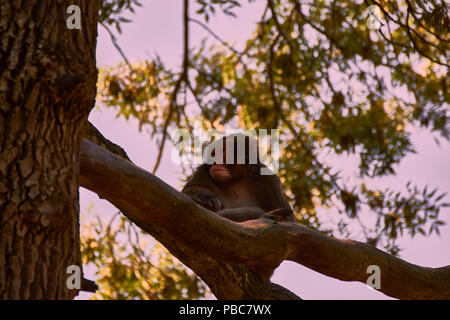 Macaque giapponese (Macaca fuscata) Foto Stock