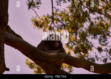 Macaque giapponese (Macaca fuscata) Foto Stock