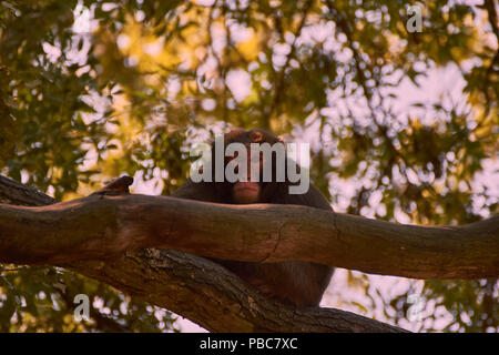 Macaque giapponese (Macaca fuscata) Foto Stock