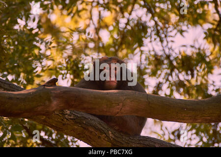 Macaque giapponese (Macaca fuscata) Foto Stock