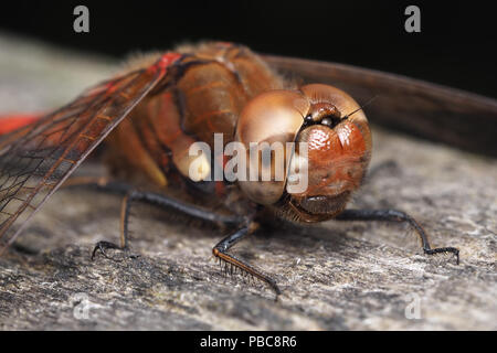 Common Darter dragonfly maschio (Sympetrum striolatum) arroccato su una vecchia staccionata in legno. Tipperary, Irlanda Foto Stock