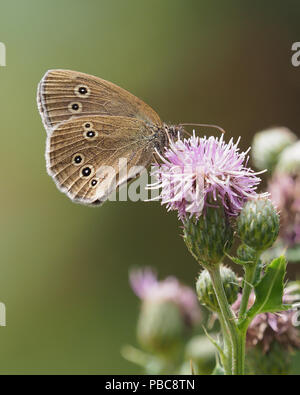Ringlet Butterfly (Aphantopus hyperantus) arroccato su Thistle. Tipperary, Irlanda Foto Stock