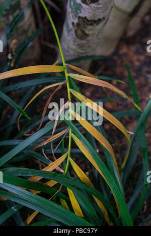 Foglie e tronco del dypsis lutescens arecaceae frutta gold palm dal Madagascar botanica tropicale Foto Stock