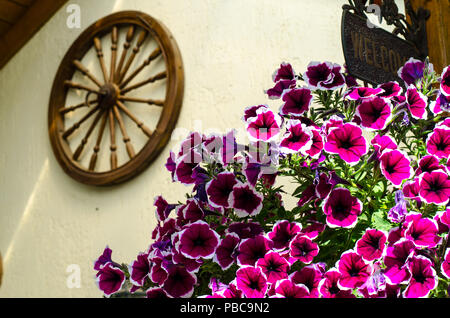 Fioritura di petunia giardino nel paesaggio, design. Foto Studio Foto Stock