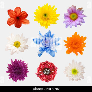 Grande scelta di fiori diversi isolati su sfondo bianco. Rosso, rosa, giallo, azzurro colori compresa rose, dalia, calendula, zinnia, fiore di paglia, Foto Stock