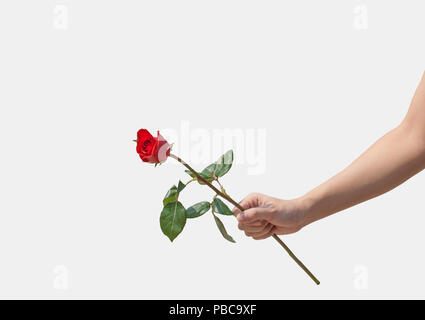 Femmina di mano che tiene una sola rosa rossa isolate su sfondo bianco Foto Stock