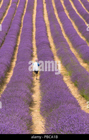 Righe di lavanda in campo al Lordington lavanda, Lordington Farm, Sussex, luglio, Foto Stock