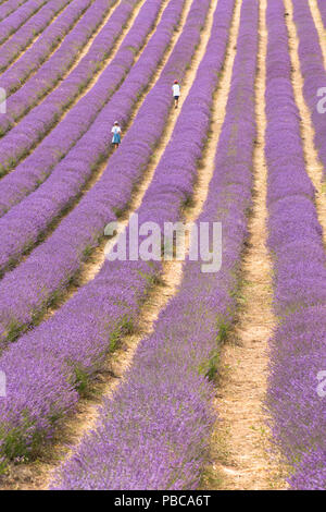 Ragazzo e una ragazza, bambini in esecuzione in filari di lavanda in campo al Lordington lavanda, Lordington Farm, Sussex, luglio, Foto Stock