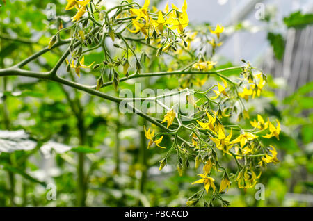 Piccoli fiori gialli su bussole di pomodori. Foto Studio Foto Stock