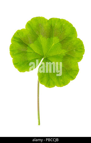 Singola foglia verde di Pellargonium isolati su sfondo bianco. Foto Studio Foto Stock