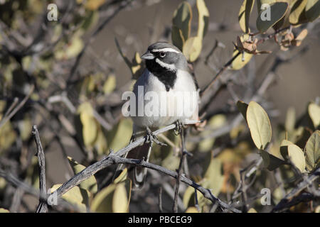 Nero-throated Sparrow Aprile 20th, 2014 - Tucson, Arizona Foto Stock