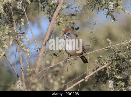 Verde-tailed Towhee Novembre 11th, 2015 Tanque Verde lavare, Tucson, Arizona Canon 70D, 400 5.6L Foto Stock