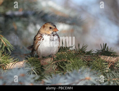 Harris Passero del novembre 30th, 2007 Big Sioux Recreation Area vicino a Brandon, il Dakota del Sud Foto Stock