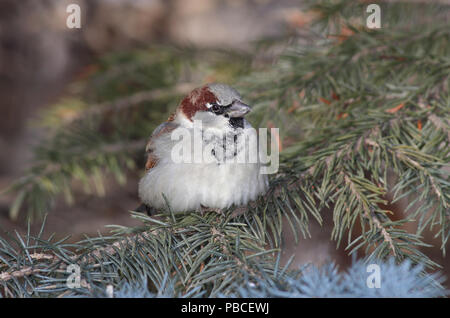 Casa Passero Gennaio 8th, 2011 Big Sioux Recreation Area vicino a Brandon, South Dakota Canon 50D, 400 5.6L Foto Stock