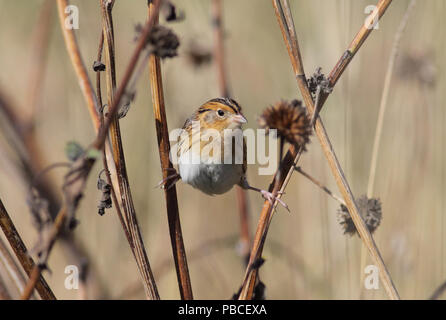 Le Conte di Sparrow Ottobre 9th, 2013 La contea del lago, South Dakota Canon 50D, 400 5.6L Foto Stock