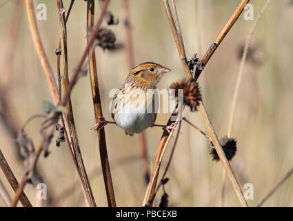 Le Conte di Sparrow Ottobre 9th, 2013 La contea del lago, South Dakota Canon 50D, 400 5.6L Foto Stock