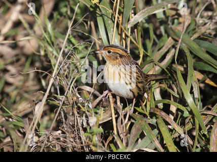 Le Conte di Sparrow Ottobre 9th, 2013 La contea del lago, il Dakota del Sud Foto Stock