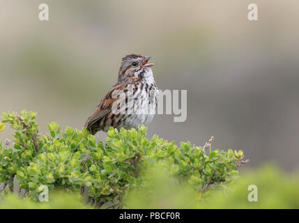 Song Sparrow Aprile 19th, 2007 Point Reyes National Seashore, California Canon 20D, 400 5.6L Foto Stock