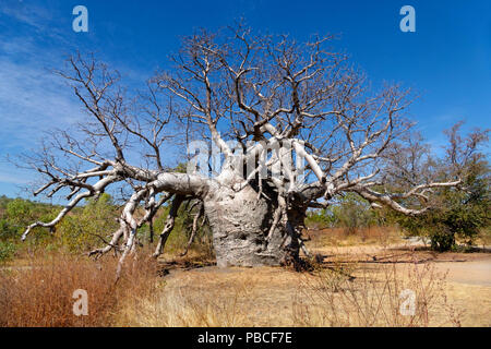 Outback zone umide, Wyndham, Kimberley, Northwest Australia Foto Stock