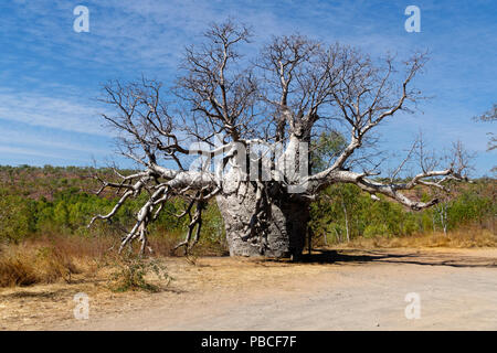 Outback zone umide, Wyndham, Kimberley, Northwest Australia Foto Stock