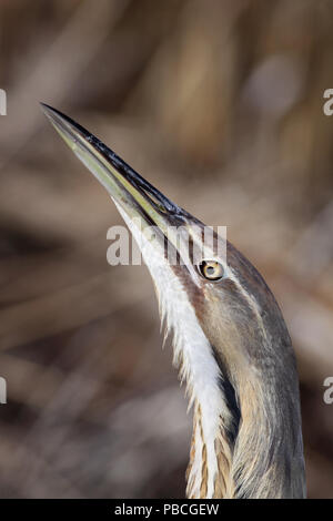 American tarabuso può 2nd, 2009 Lago di Thompson, Contea di Kingsbury, South Dakota Canon 50D, 400 5.6L Foto Stock