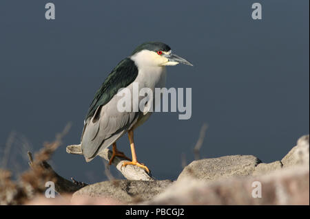 Nitticora, dal Lago di Thompson nel Dakota del Sud, STATI UNITI D'AMERICA Foto Stock