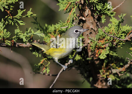 A testa azzurra Vireo Settembre 5th, 2012 Minnehaha County, SD Canon 50D, 400 5.6L Foto Stock